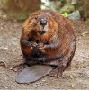 478px-American_Beaver.jpg