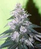 white-rhino-marijuana-1.jpg
