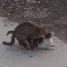 Cat_in_action